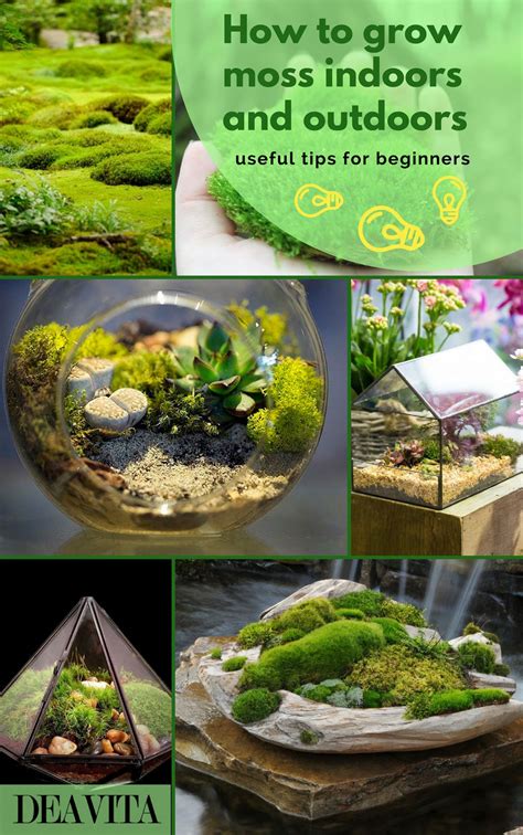 create by moss|growing moss at home.